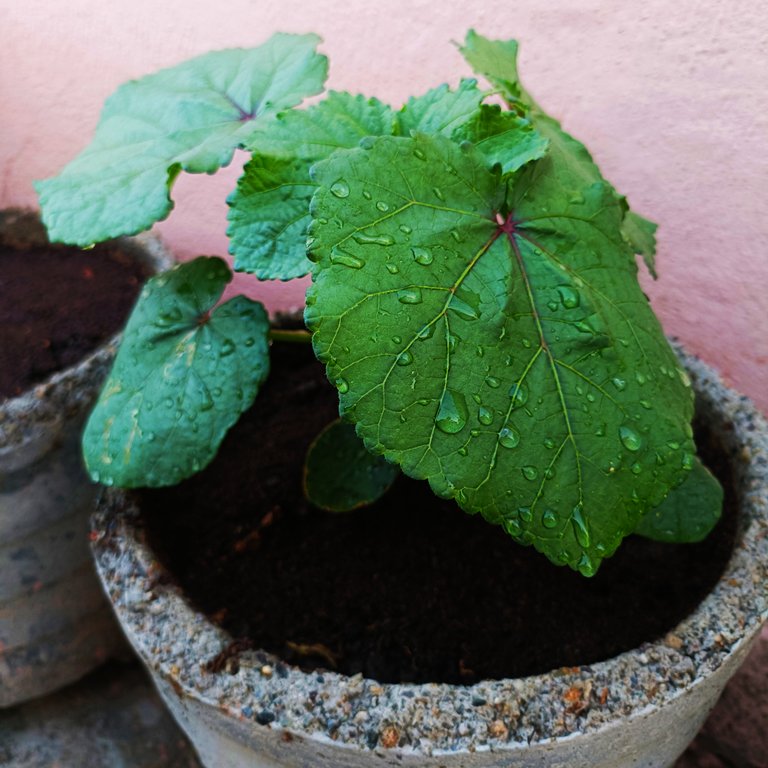 How to grow okra (Lady Finger) at home! #15