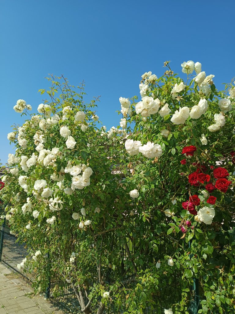 IMG_20250609_093351.jpg