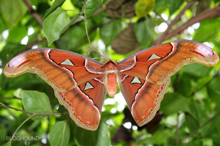 Qurator's Photo Quest | Insects: Giant Silk Moth
