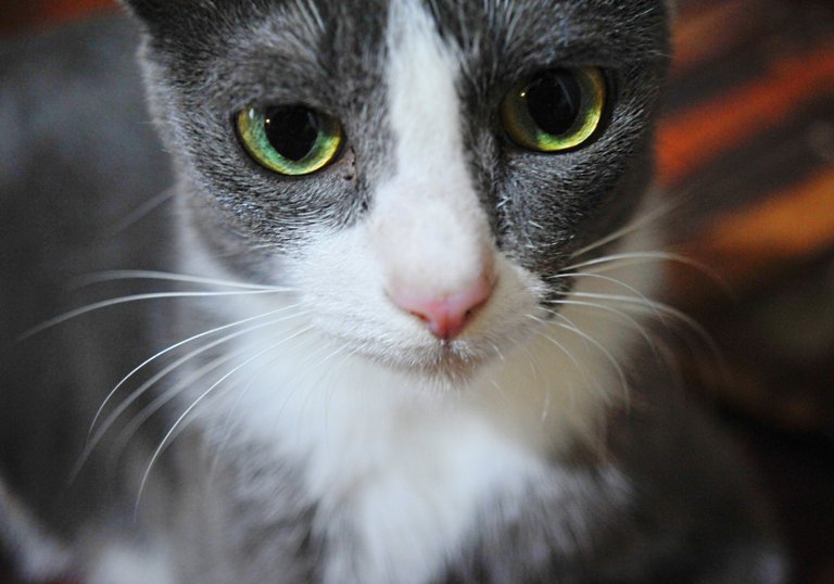 Charcoal, a scary cat!