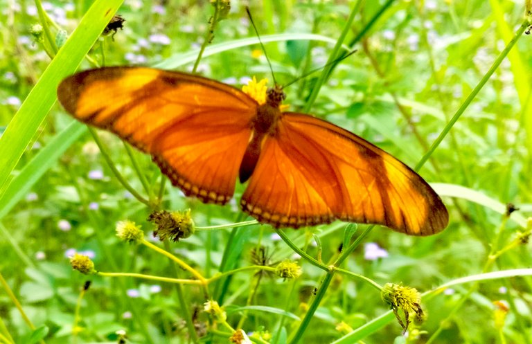 The pictures show an orange butterfly