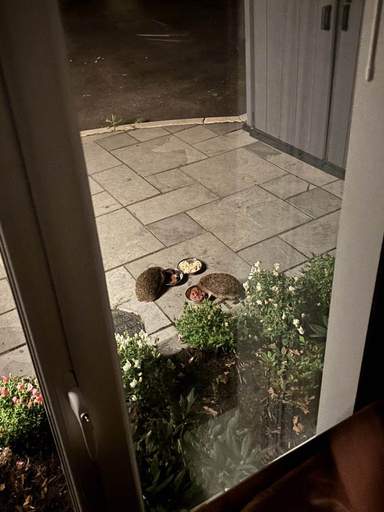 Night Time Hedgehog Feeding!