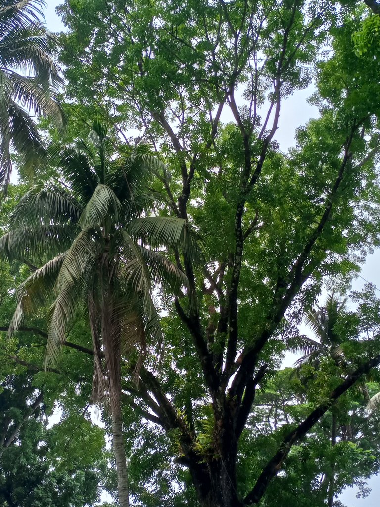 Pob Photo Contest - Nature