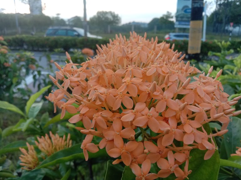 Malayan Ixora.