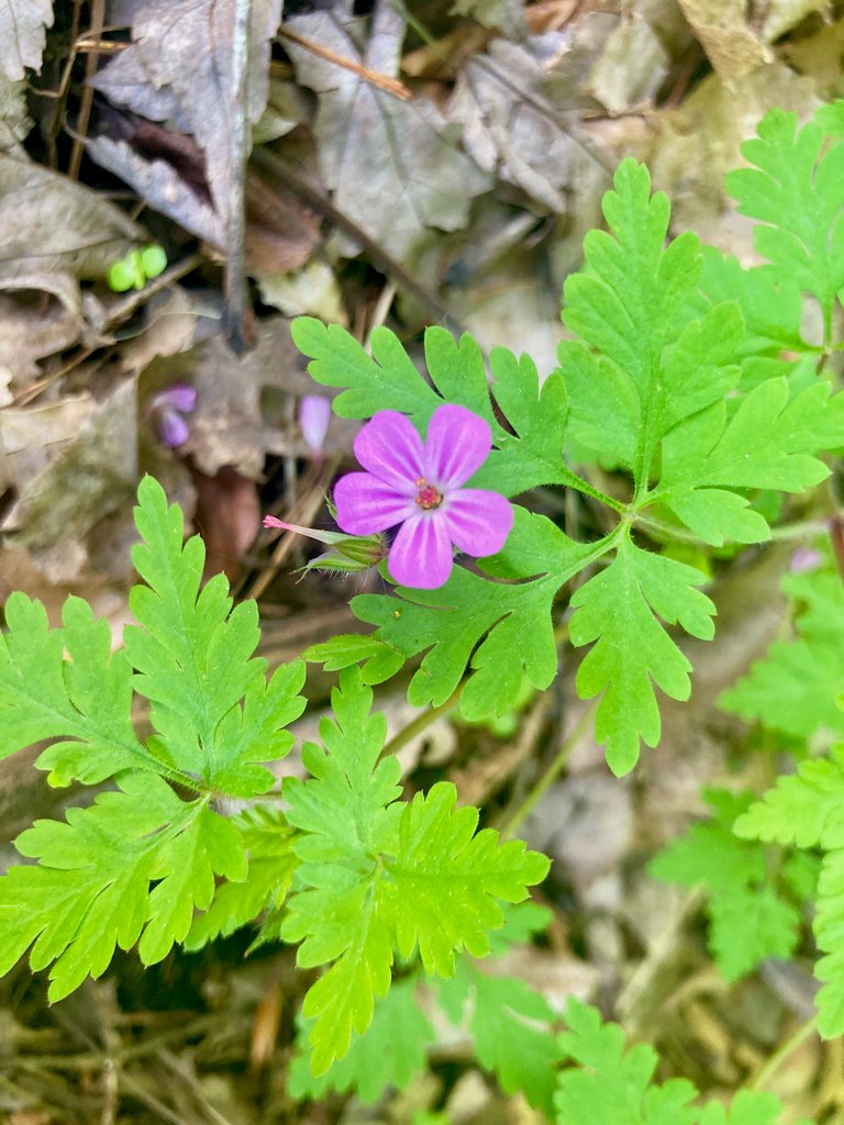 Herb Robert