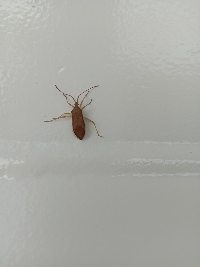 An unknown, magnificent 6-legged insect