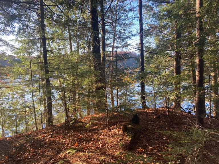Silver Lake through trees