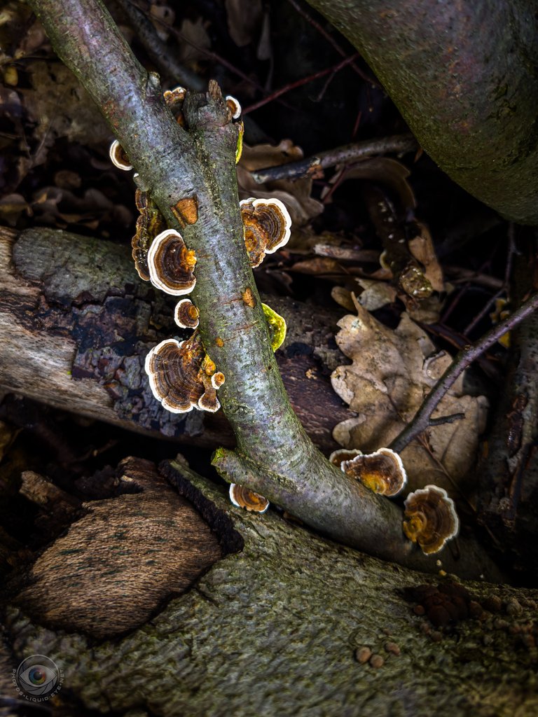 Turkey Tail Fungi