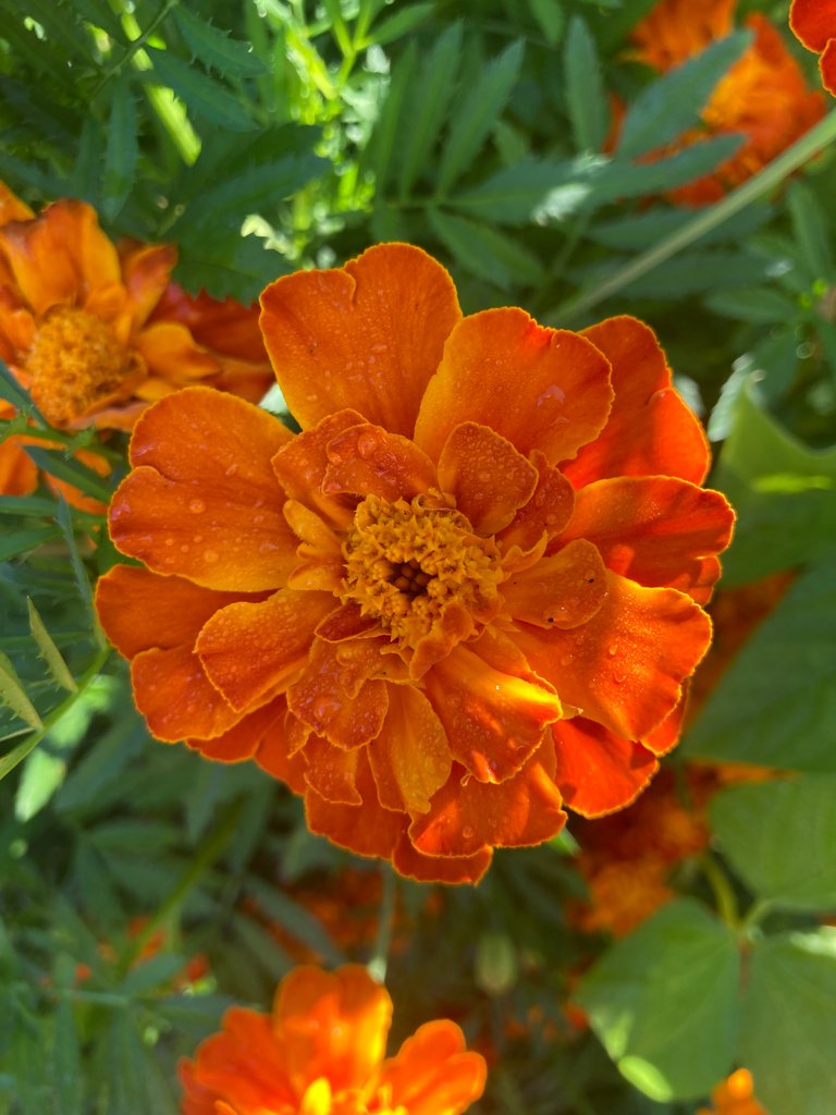 Marigold in the dew