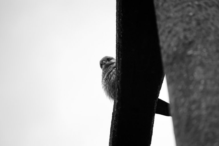 bw_birds_kestrel_img_2927.jpg