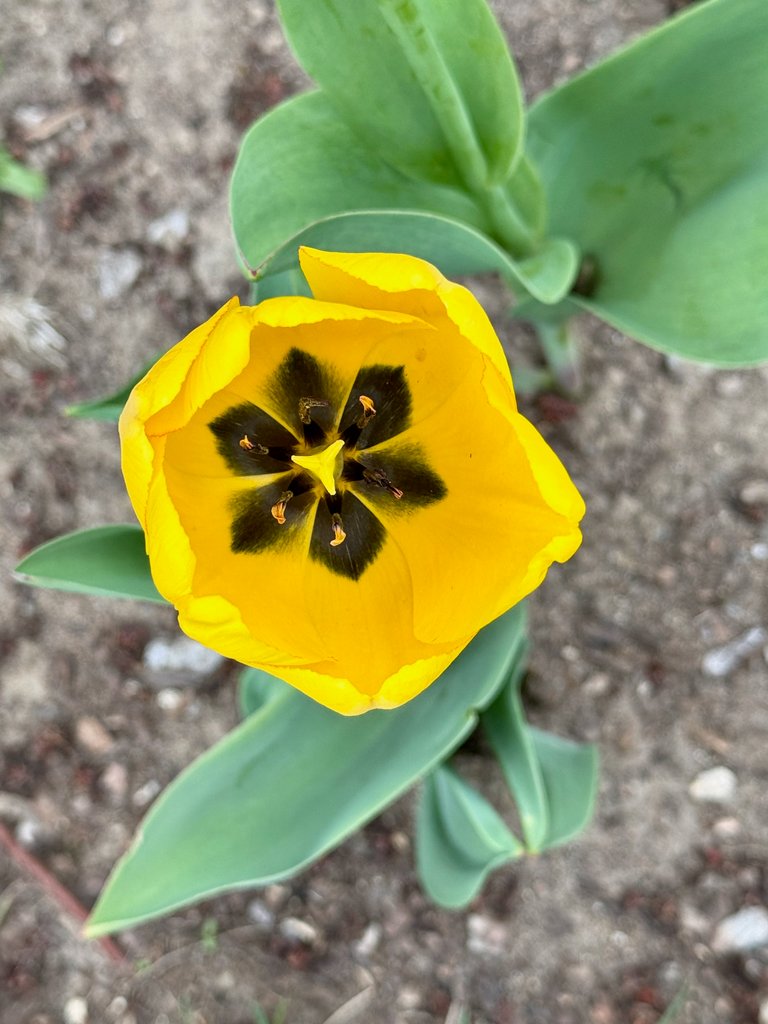 Yellow w/ black