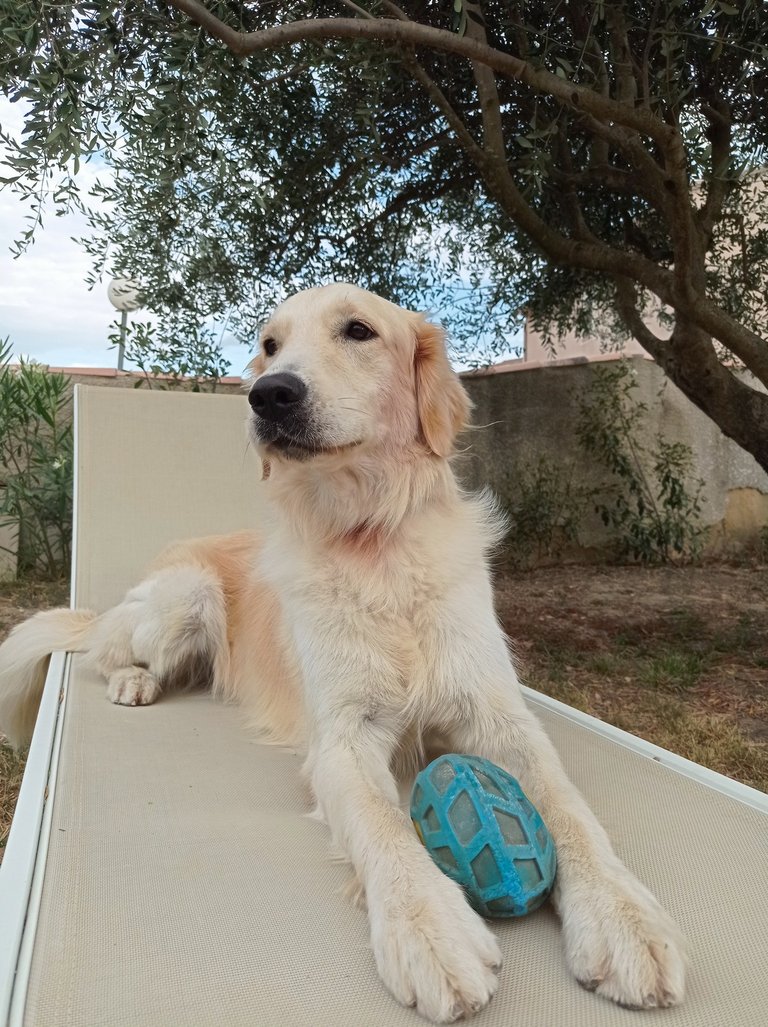 Dog keeping & Giveaway 15 WAXP or 3 HSBI, Contest  (En/Fr)