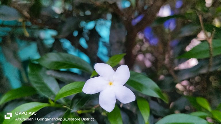 Some white flower photography