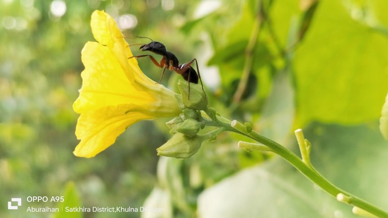 Some photography of an ant sitting on a yellow flower