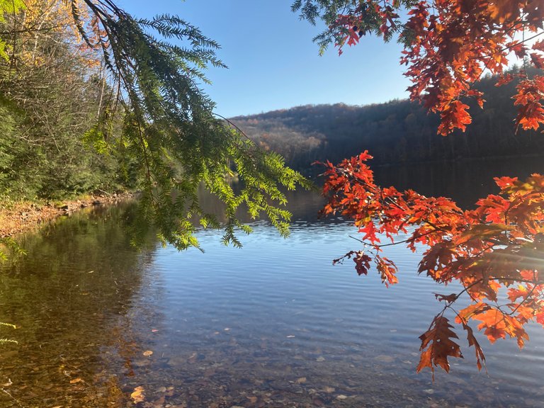 Red Maple Leaves