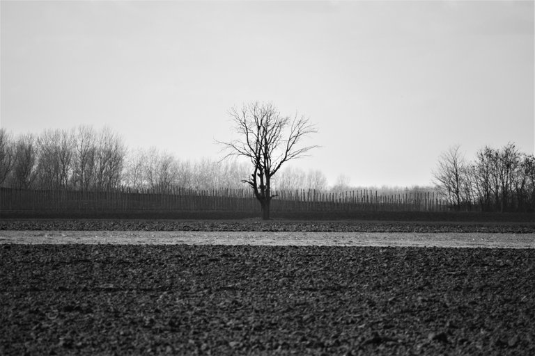 bw_field_img_8150_2_.jpg