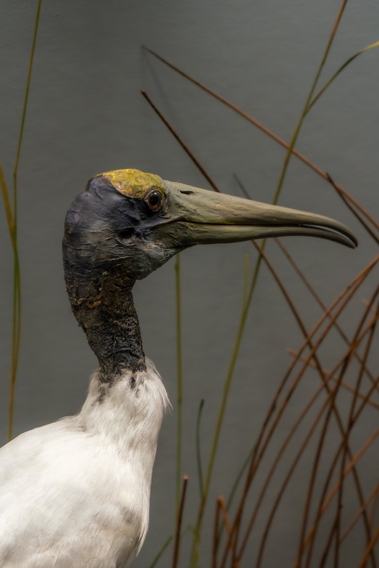 Wood Stork