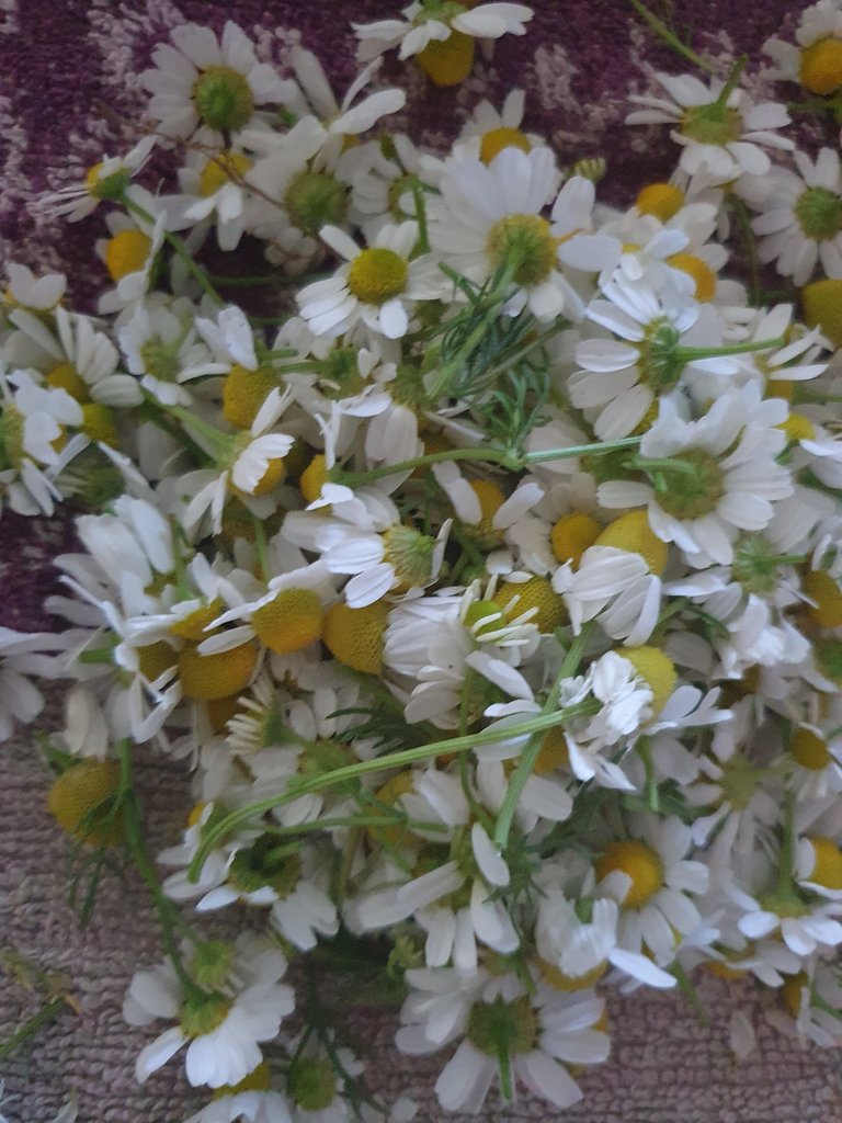 picture_2_chamomile