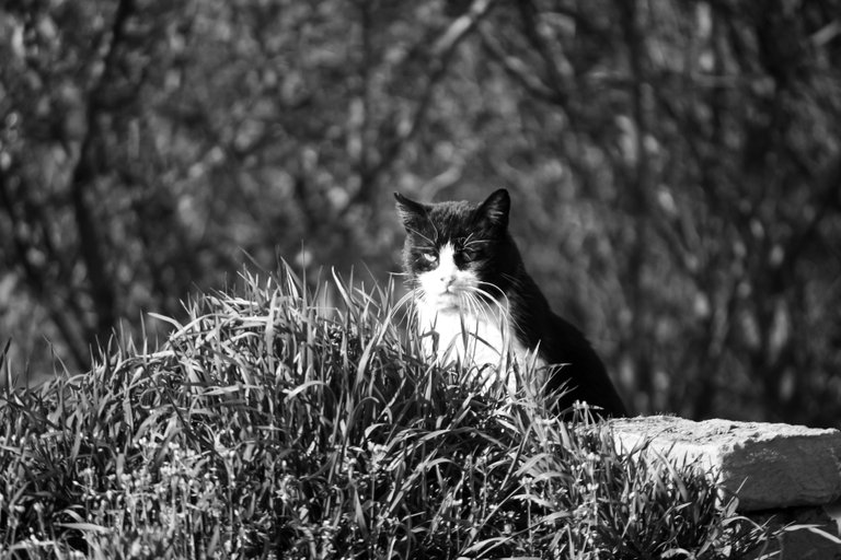 bw_cat_img_7689.jpg