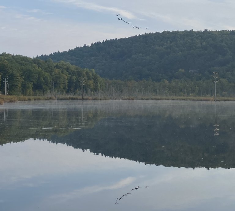 Geese with reflection