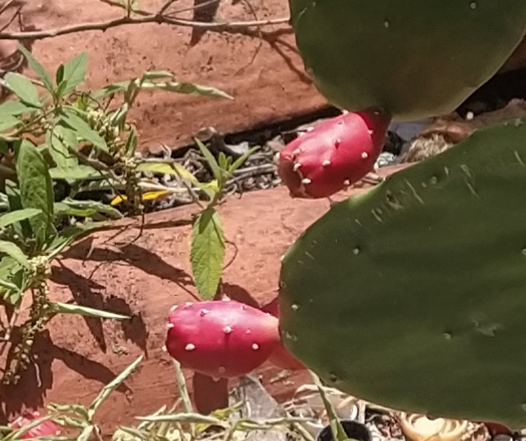 What is the name of the fruit of the Nopal or Tuna España in your country//Cómo se le llama al fruto del Nopal ó Tuna España en su país 