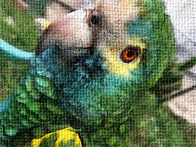 parrots_digitalart1.jpg