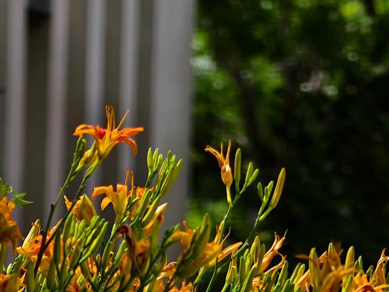 Trying The Mini 200mm Telephoto Lense From Vivo