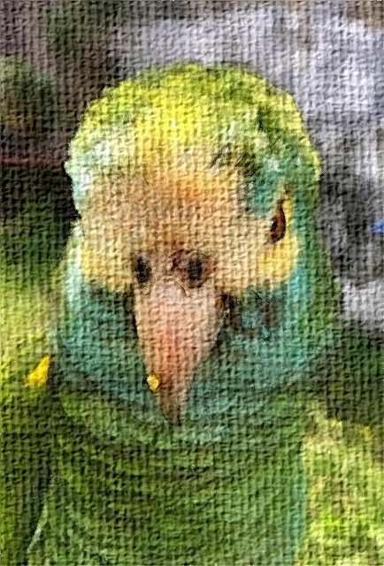 parrots_digitalart3.jpg