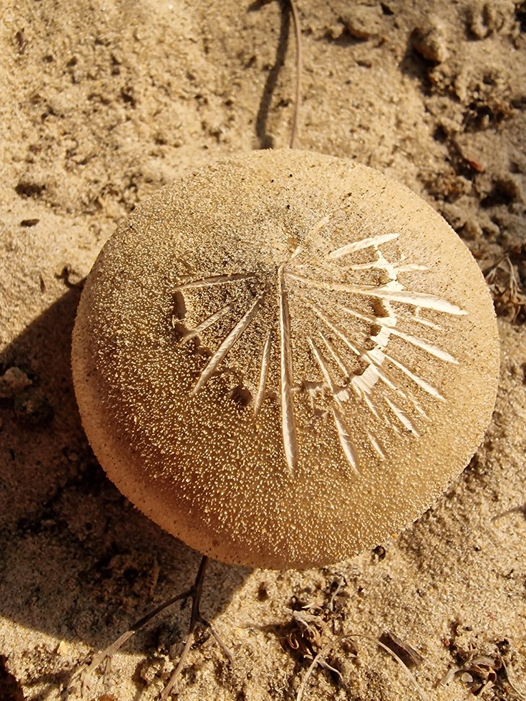 new mushrooms in the garden sand