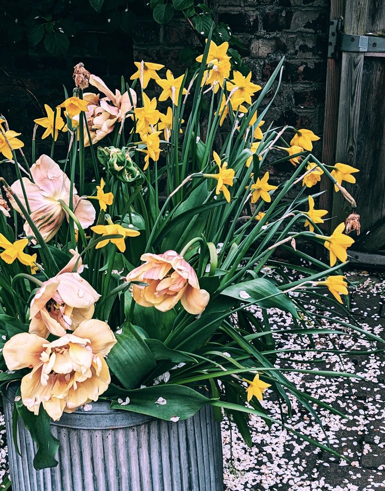 Mydailycolor - My neighbor's Yellow flowers