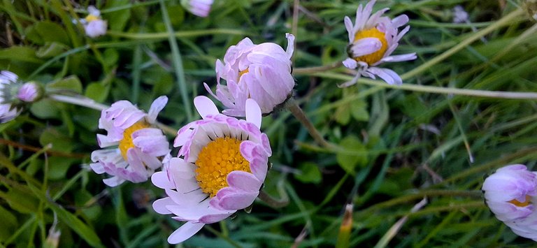 Captured in Petals – another stroll with a hobbyist’s lens/Zatrzymane w płatkach – kolejny spacer fotoamatora