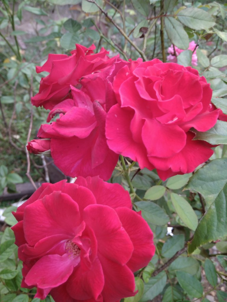 img_0.19247573496034995.jpg
