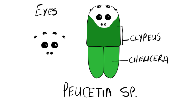 peucetia.png