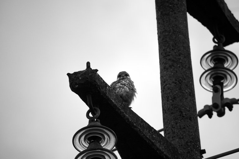 bw_birds_kestrel_img_2955.jpg