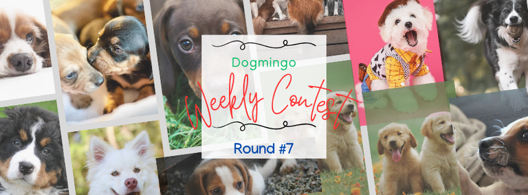 Concurso Semanal de la Comunidad Dogmingo Round #7 / Weekly Community Contest Dogmingo Round #7