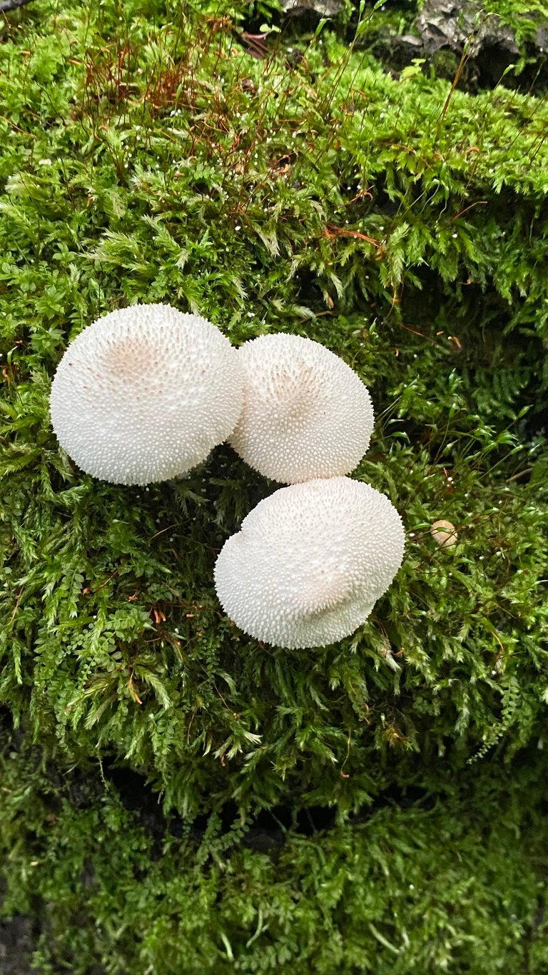 Puffballs