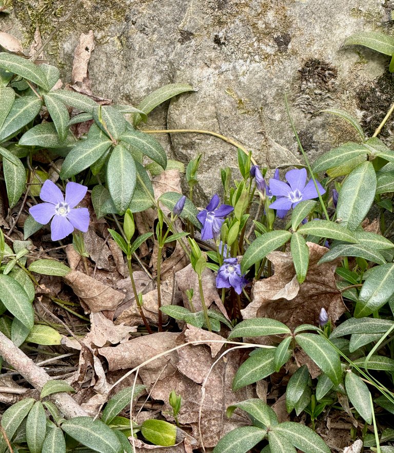 Lesser periwinkle