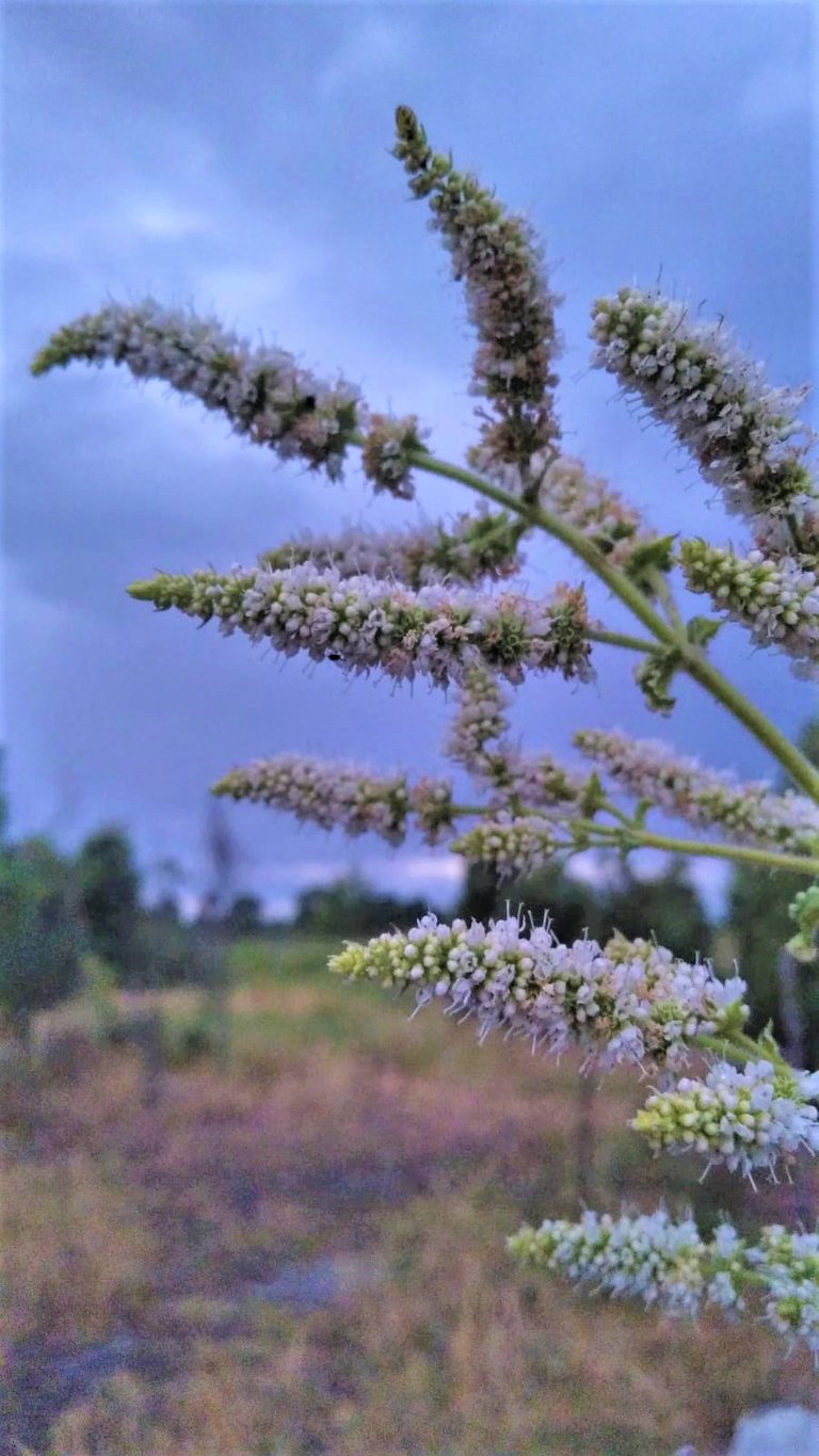 flores_de_menta_variegada_3.jpeg