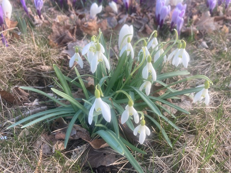 Snow drops