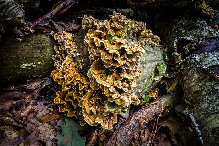 Hairy Curtain Crust Fungi