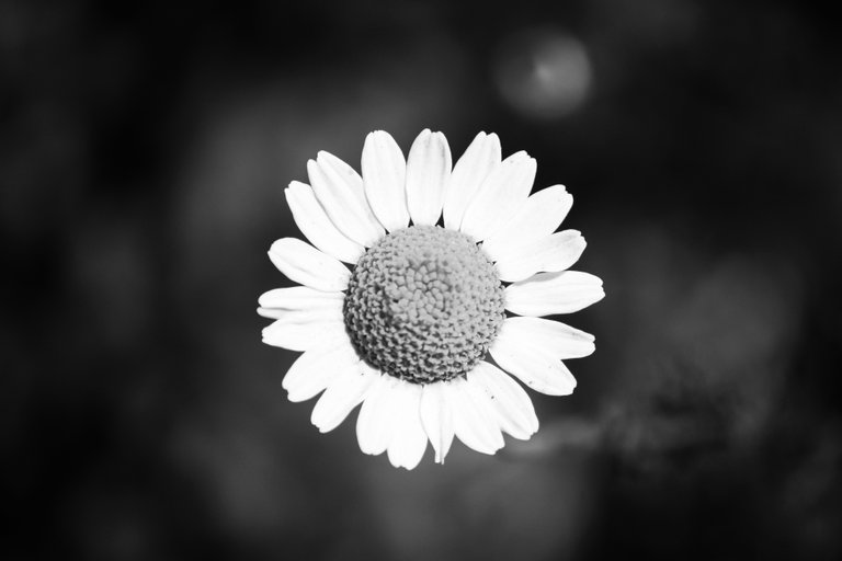 bw_flowers_img_4368.jpg