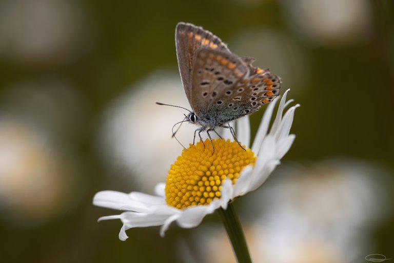 Daisy Flower - Lycaenidae Butterfly