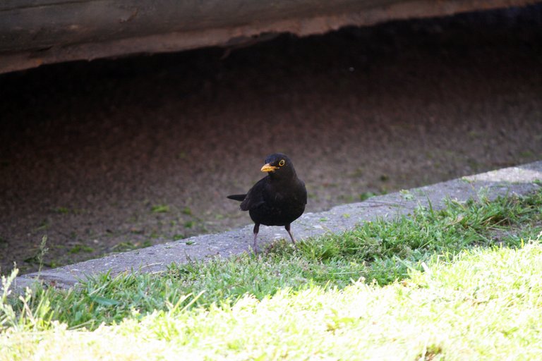 common_blackbird_01.jpg