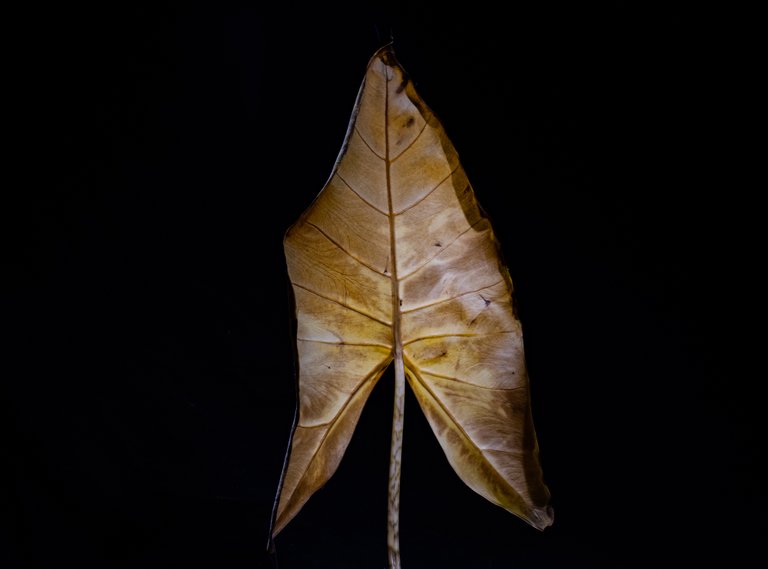 2021_10_20_dead_leaf_23_lr_2.jpg