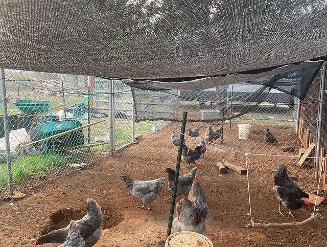 Chickens at the garden.