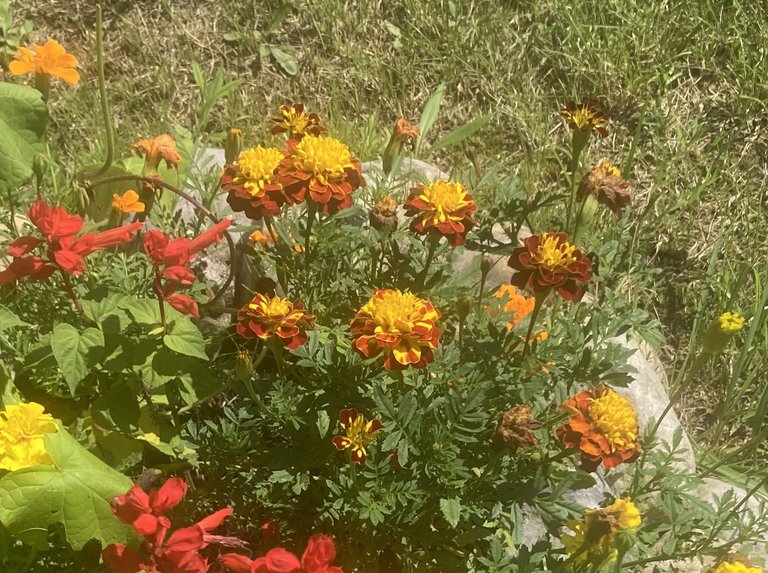 Marigolds