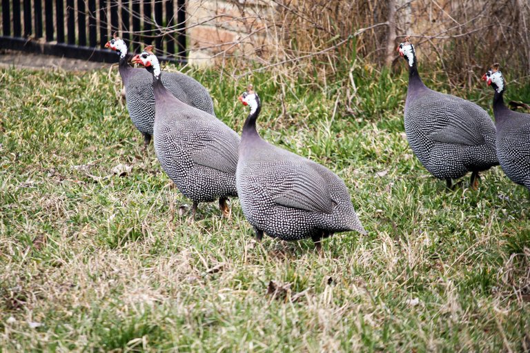 guineafowl_img_4506.jpg