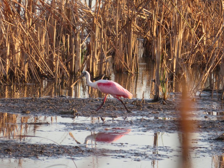 Roseate Spoonbill