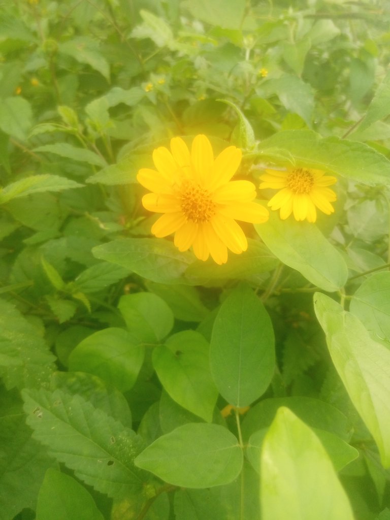My Latest Mutation