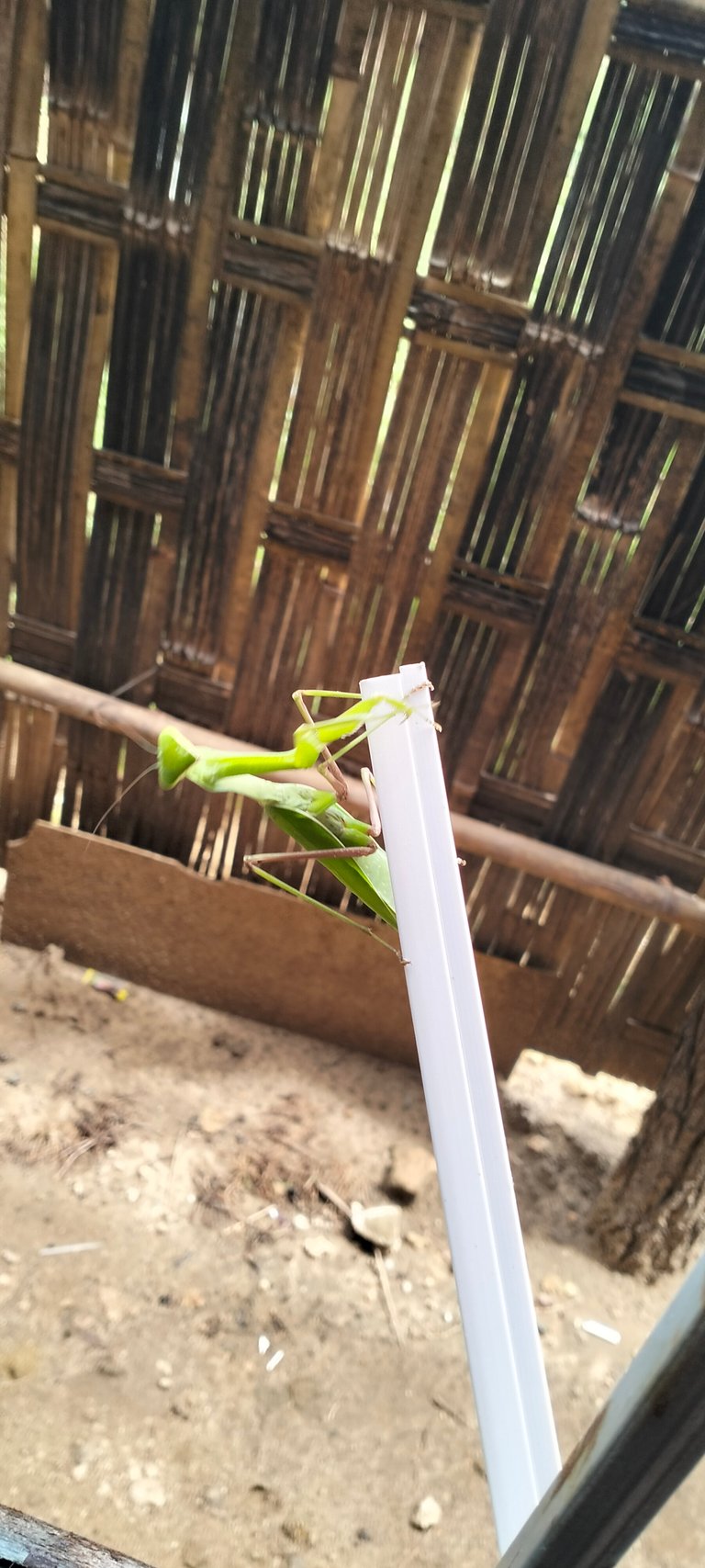 Visitor Mantis and Progress on TerracoreHub 